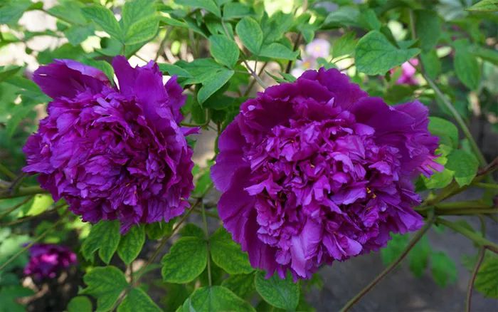 这就是菏泽啊啊牡丹有颜有质不简单