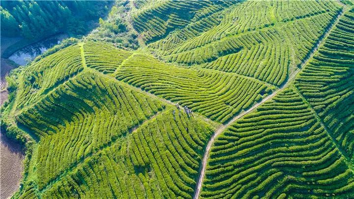 五一采茶去云峰山万亩茶园春茶正鲜采茶踏青￥49人多采多得不负好春光