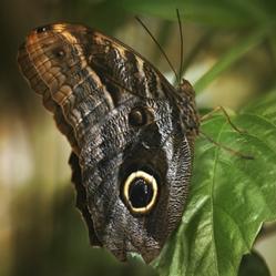 许多蝴蝶的翅膀上都有圆形的眼状斑纹,而猫头鹰环蝶属(caligo)物种的
