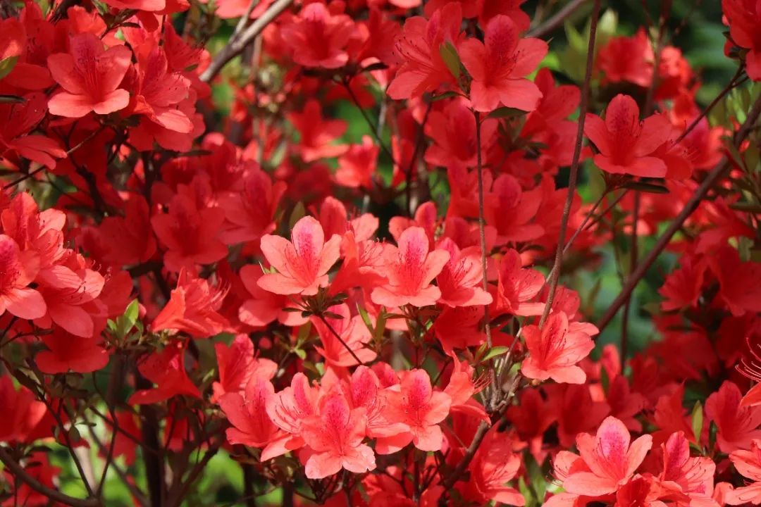 春日寻花丨上海植物园映山红火热绽放中