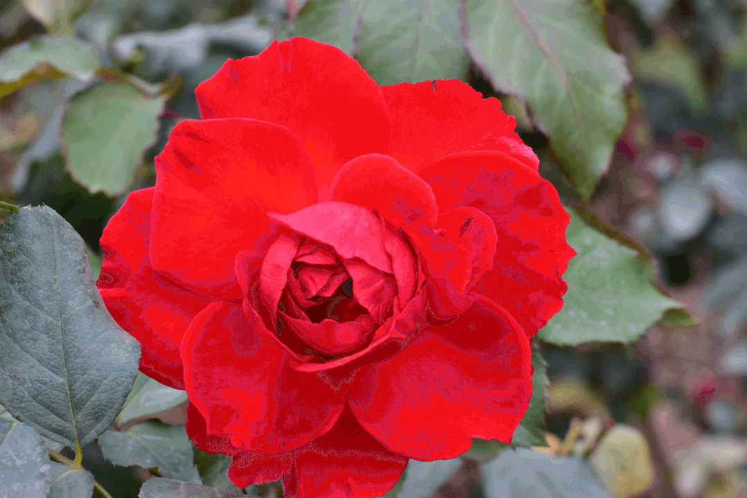 不限量送门票!佛山唯美的拾贰季生态岛花开成海,速约