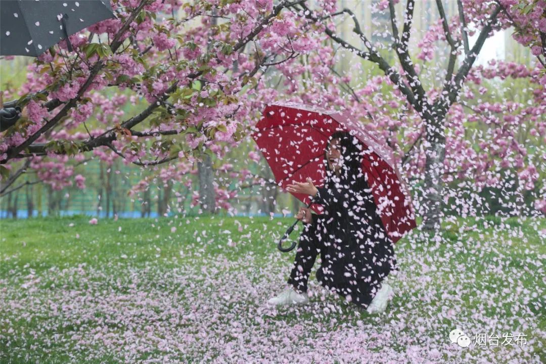 雨中樱花落满地图片图片