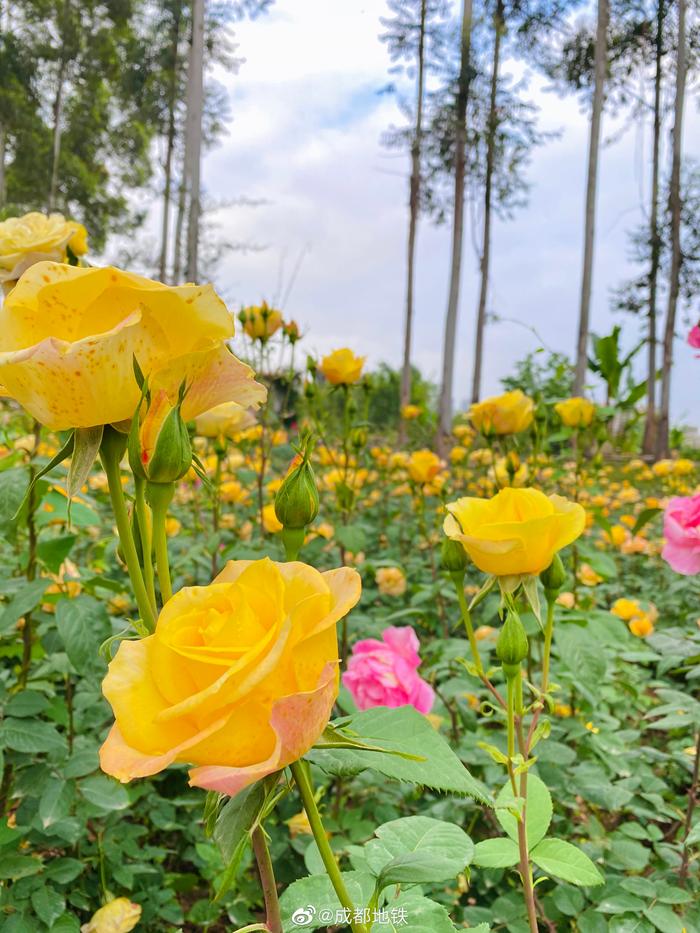 成都超浪漫玫瑰花海上线这些点位可安排