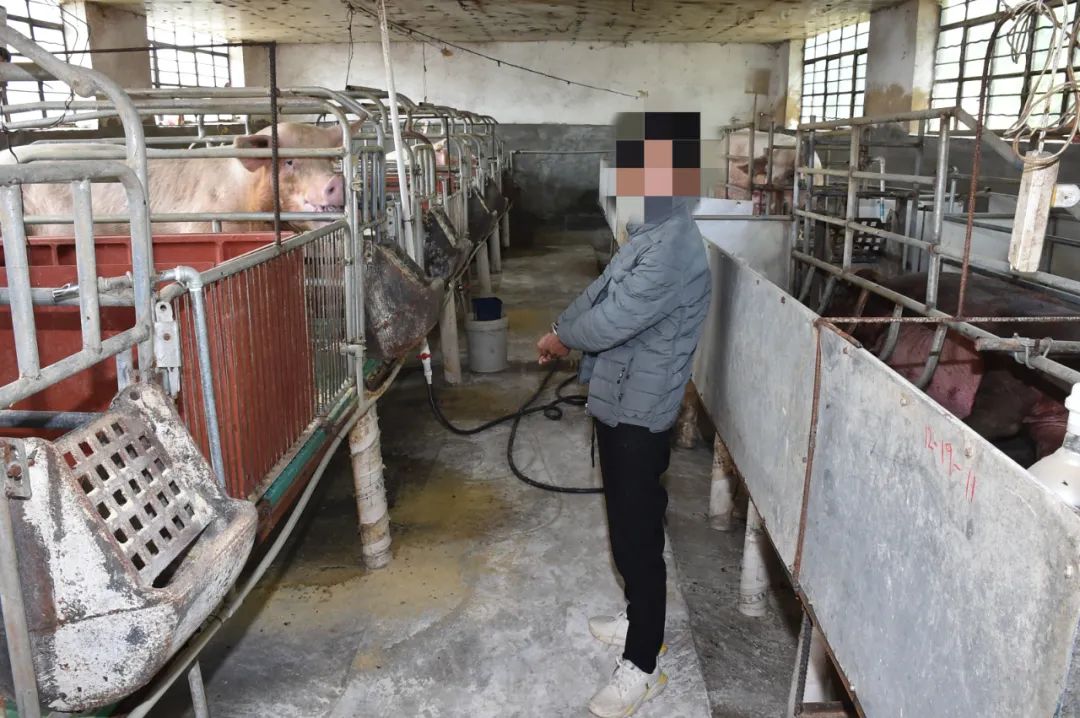 近日,石林警方成功打掉一个偷猪团伙,首要嫌疑人竟是给养殖场猪仔打了