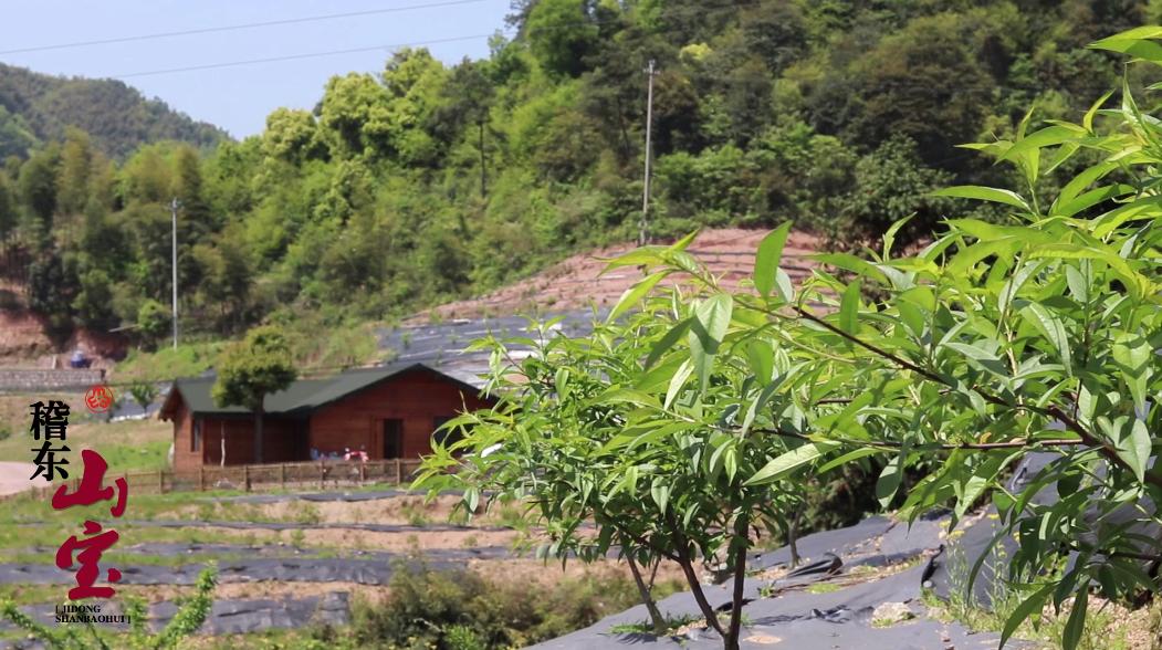 伊家拾忆丨快看爆汁红玛瑙稽东山宝之樱桃小蕃茄