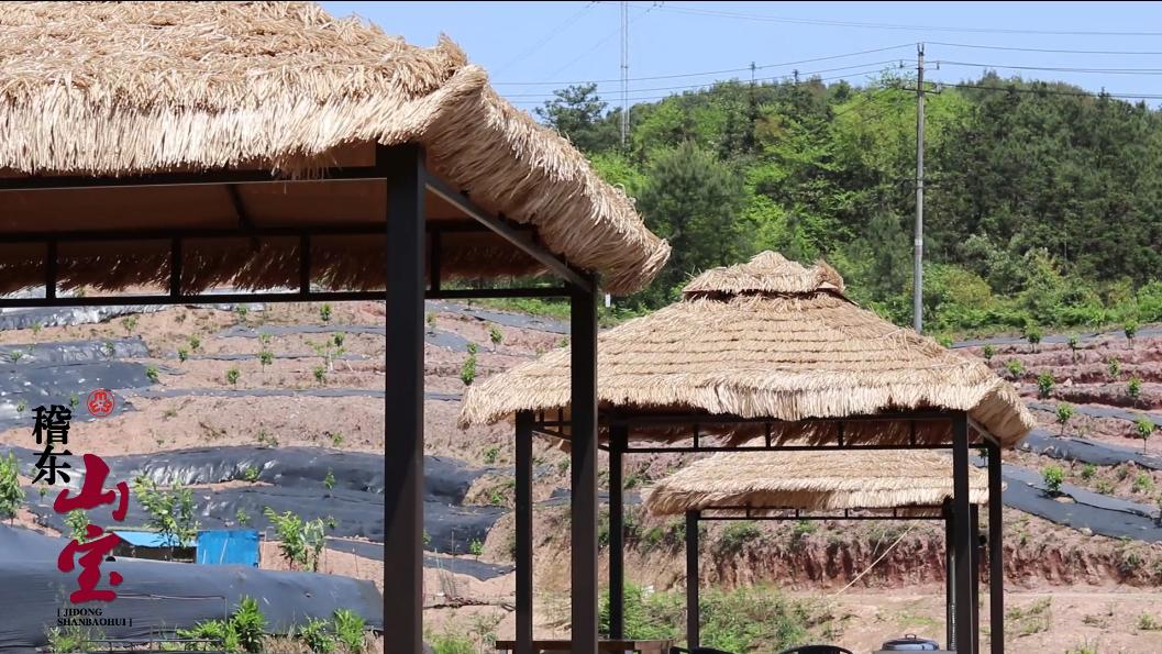 伊家拾忆丨快看爆汁红玛瑙稽东山宝之樱桃小蕃茄