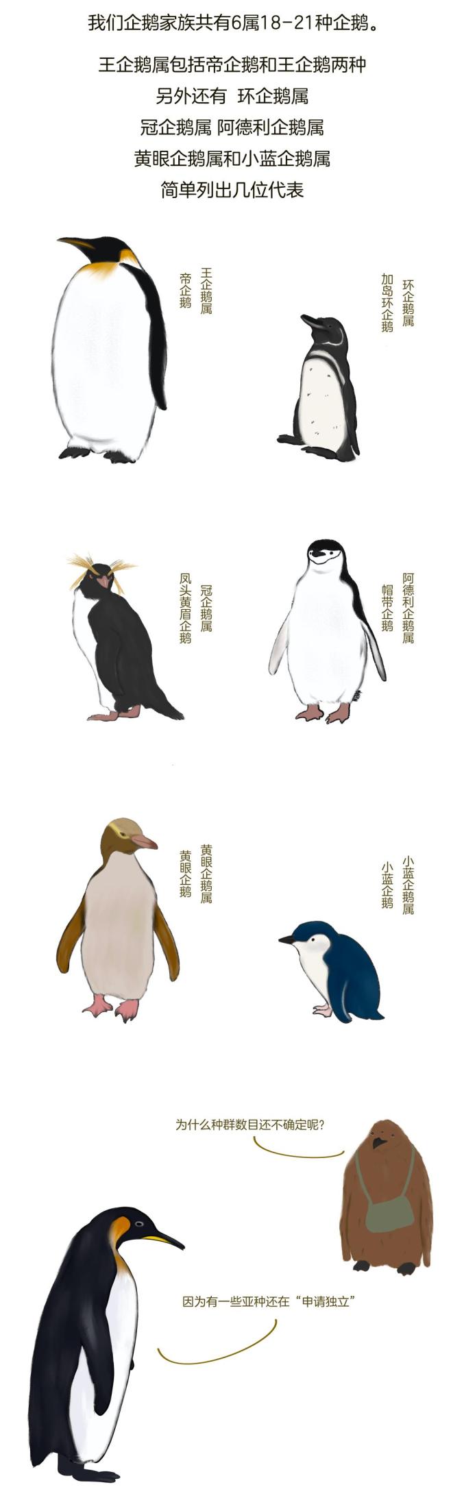 企鹅的身体结构图介绍图片