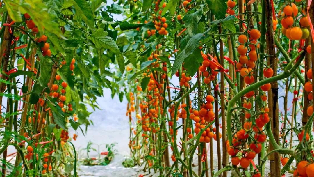 济阳西红柿采摘园图片