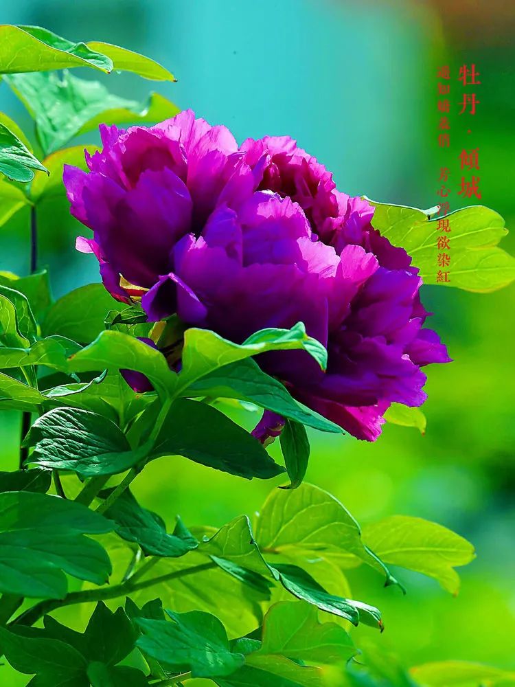 牡丹,雍容华贵,华而不妖,贵而不娇.
