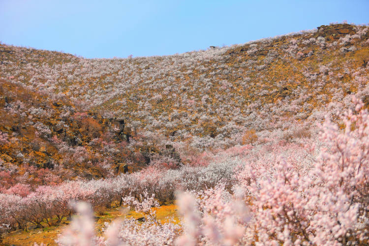 中国山杏第一林花开遍野美如画