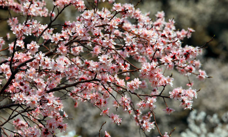 山杏开花图片