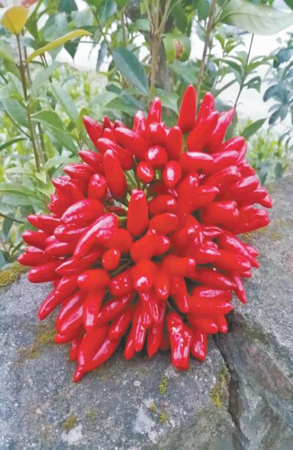 乳源必背镇小小辣椒带来红火日子