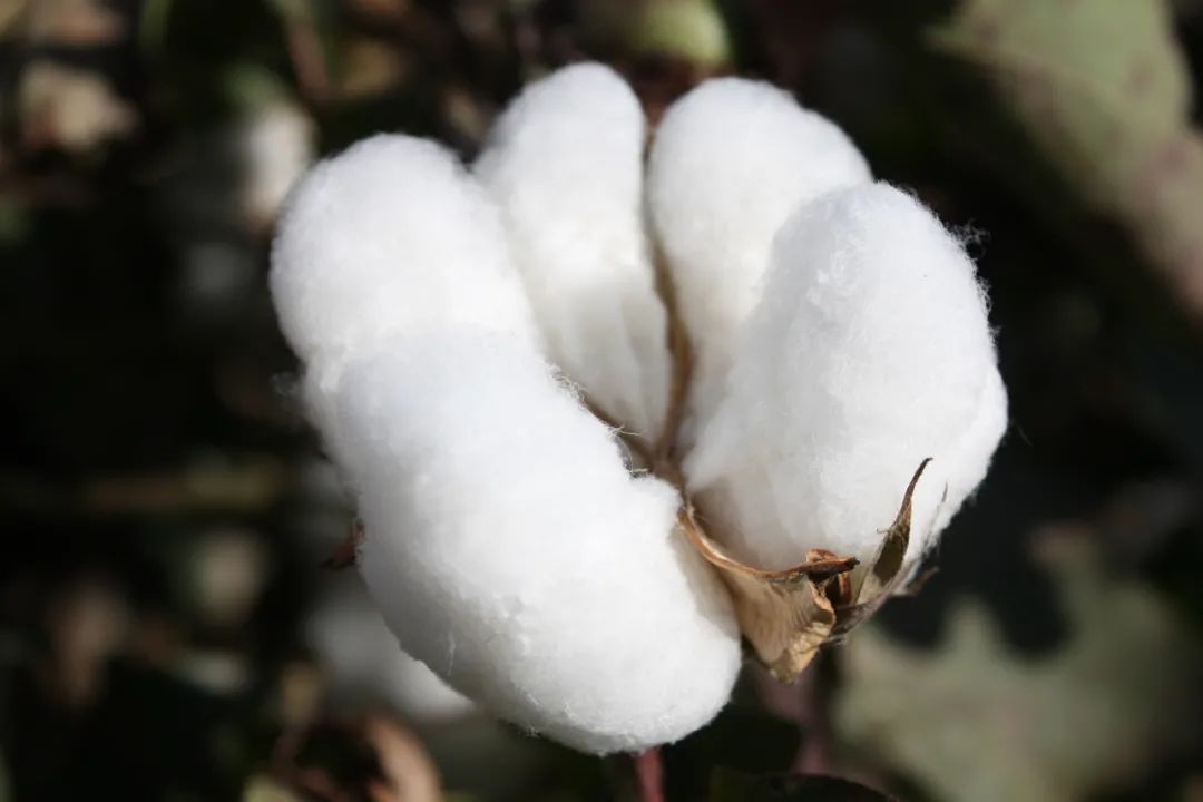 农业保险:硬核守护新疆棉花!
