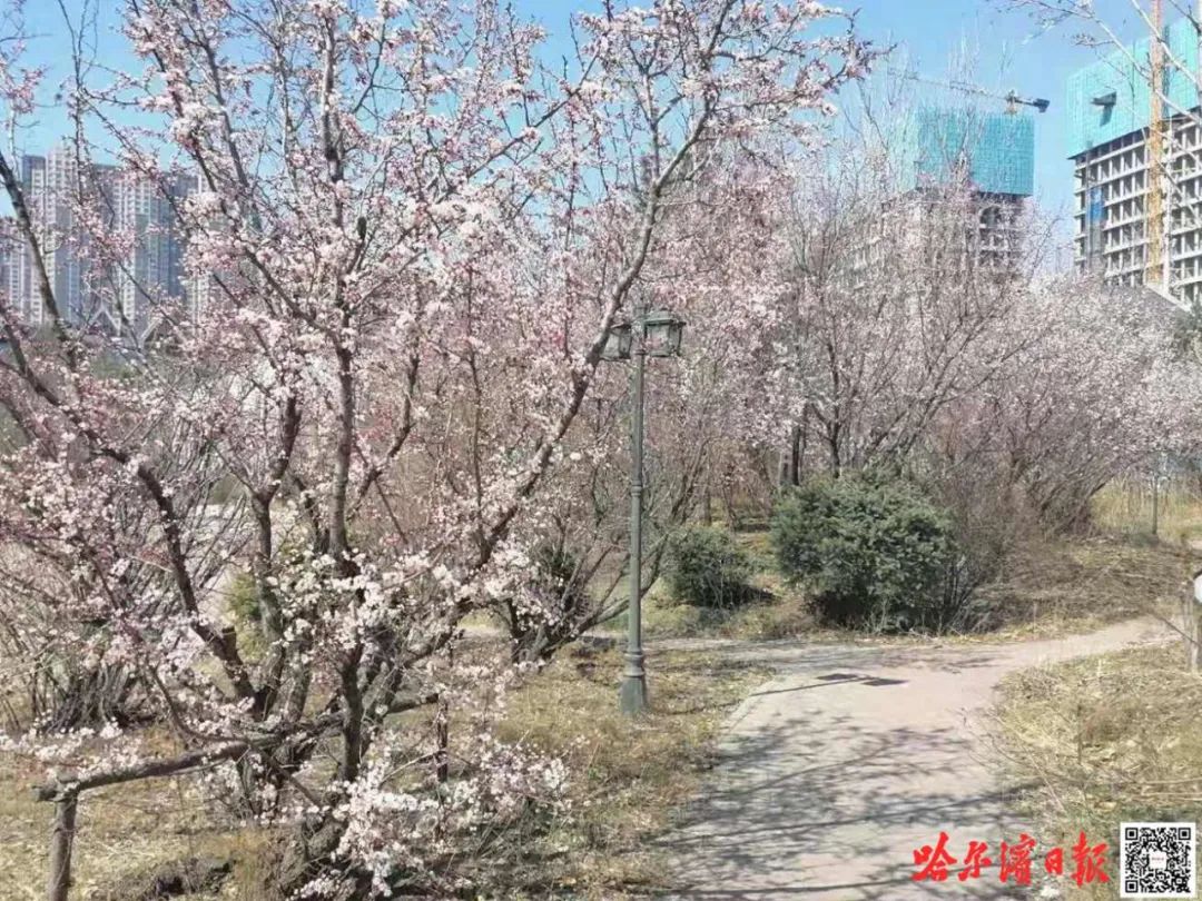 收藏打卡 京桃 山杏 榆叶梅 冰城春花正华丽绽放 澎湃号 媒体 澎湃新闻 The Paper
