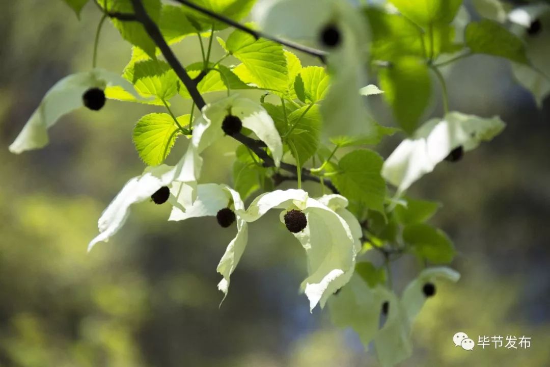 这里很毕节活化石珙桐花