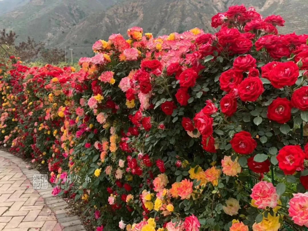 超80亩玫瑰花海盛放五一节就去泸州这里赏花