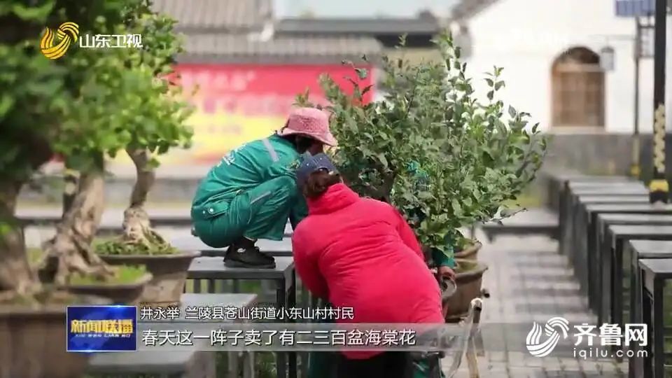 沂蒙盆景大集地址图片