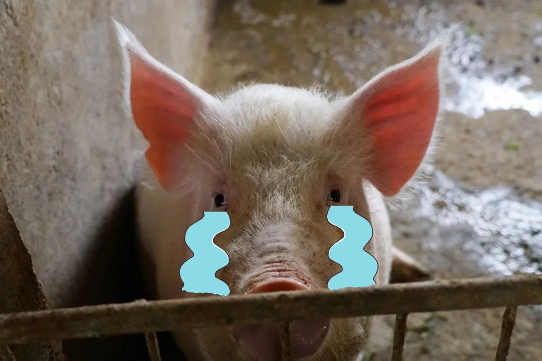 猪流泪的照片图片