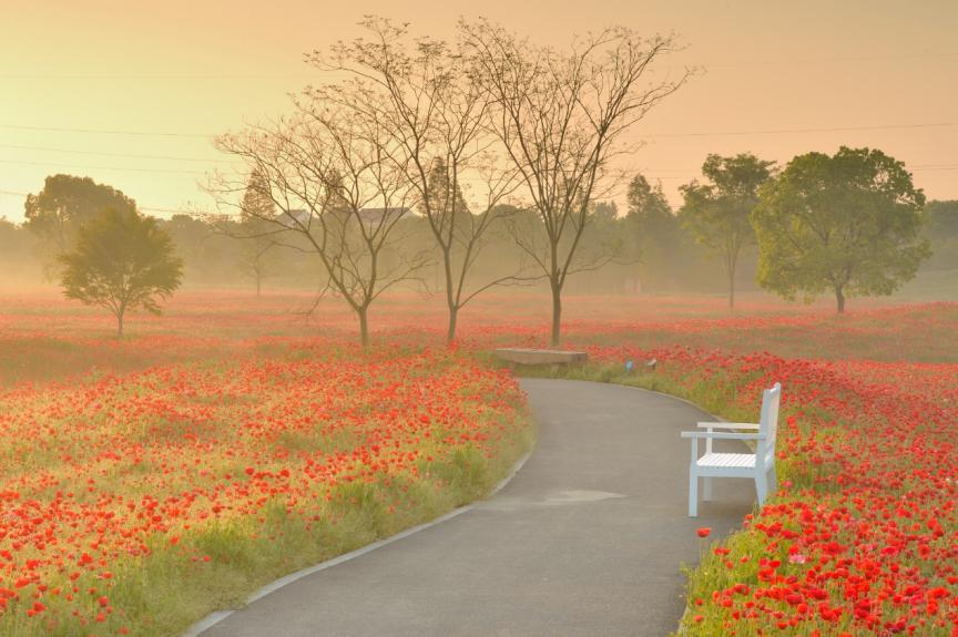 春日寻花丨金山网红虞美人花海满满ins风照片就等你来拍