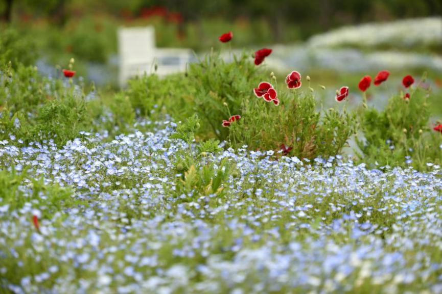 春日寻花丨金山网红虞美人花海满满ins风照片就等你来拍