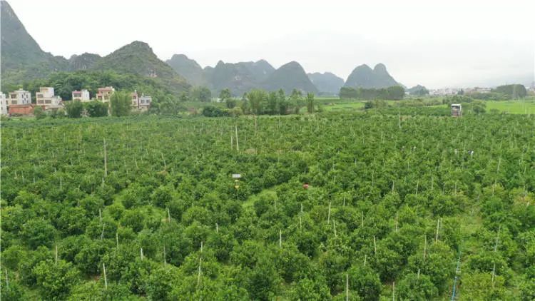 16万斤增产到40万斤!武宣县这个示范基地的茂谷柑爆收了!