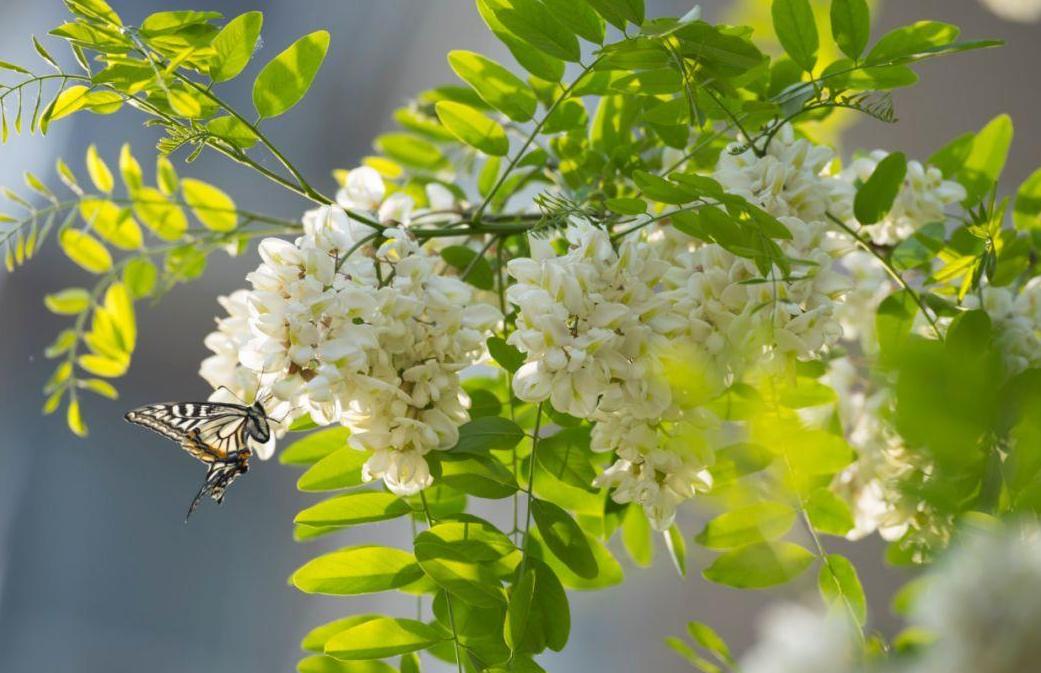 散文槐花四月天梁志友