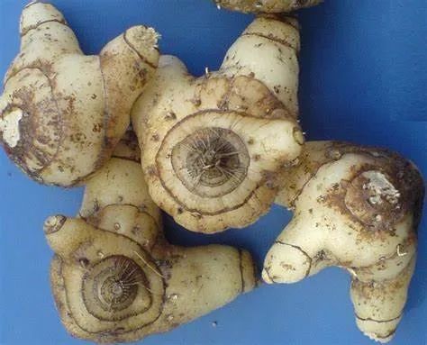 走近华东珍稀濒危植物白及