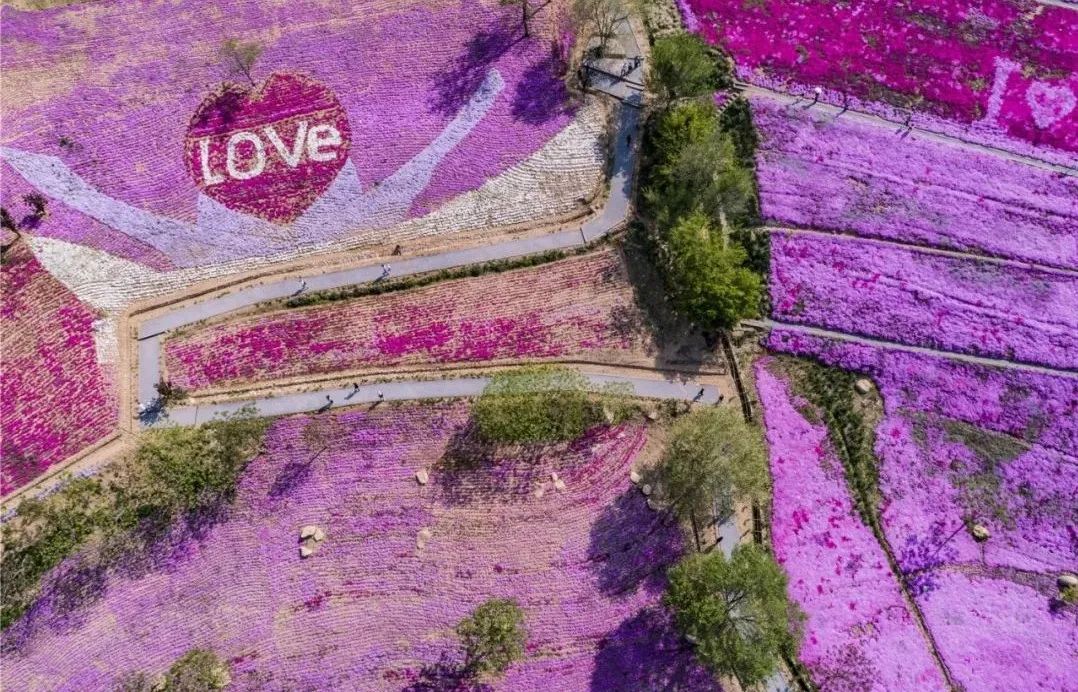 火爆全网的网红花海风光绝美令人艳羡每一处都不想辜负