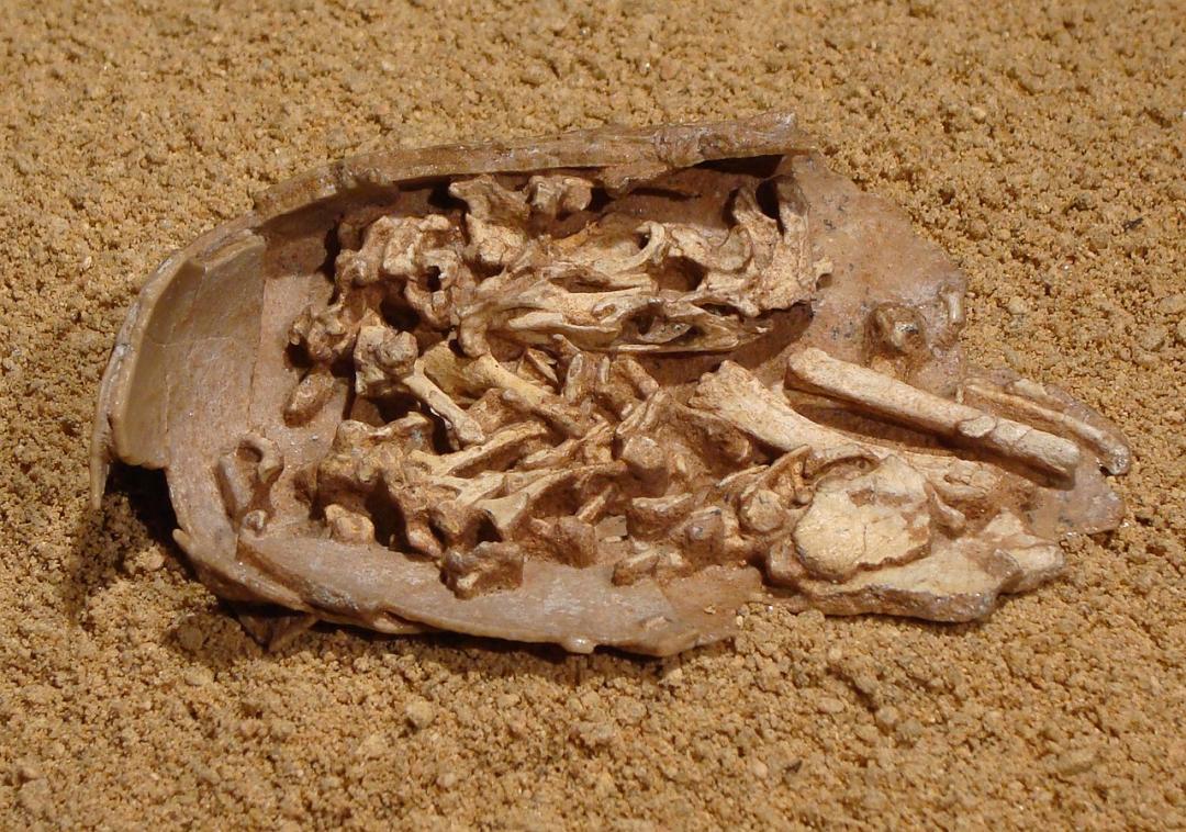 虽然污名在外,但窃蛋龙类孵蛋的化石,为我们提供了恐龙演化为鸟类的