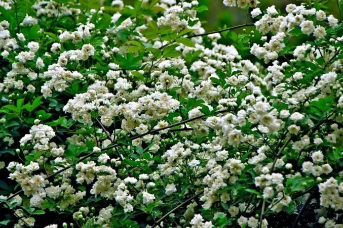 楊浦區的白色花瀑正值最佳觀賞期這些公園內可賞