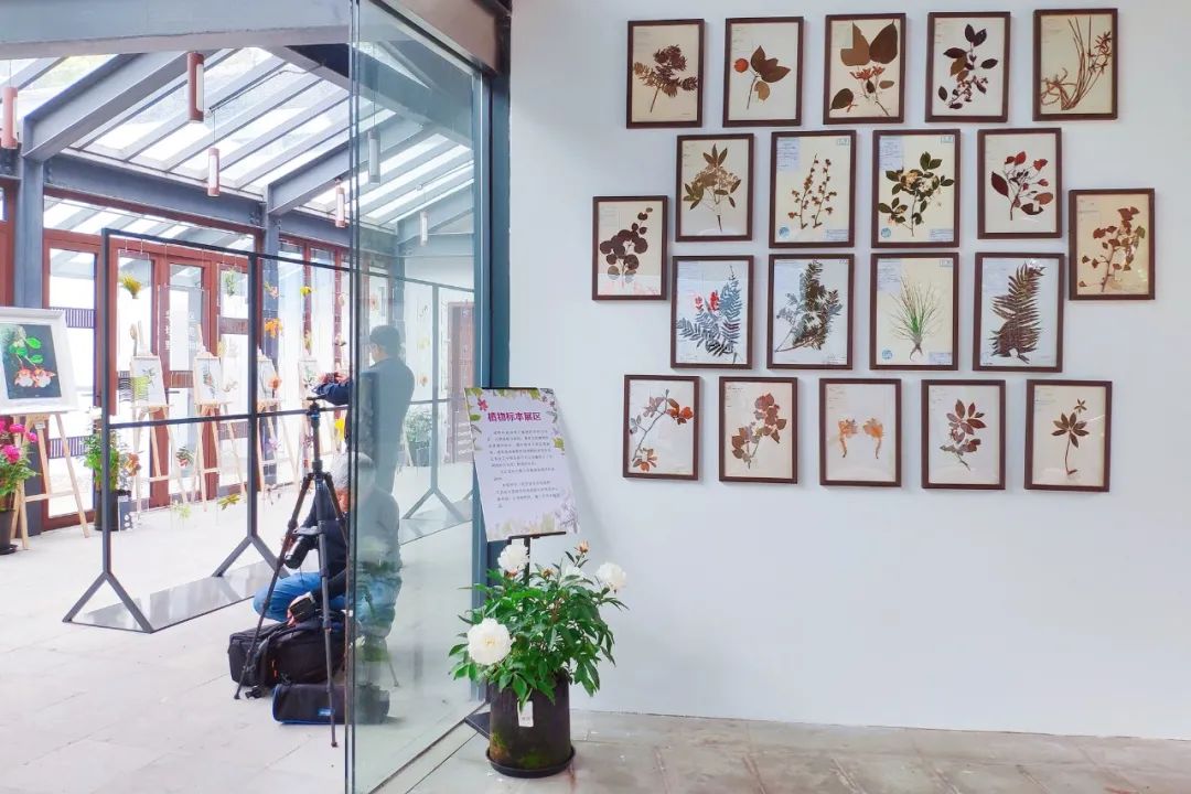 上海植物园本次展览参展展品包含活体植物盆栽52株