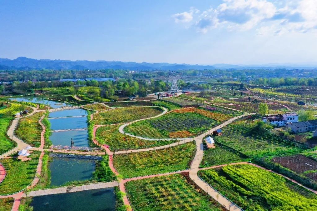 万株齐放郁见美好洛南锦绣大地百亩郁金香花开正浓