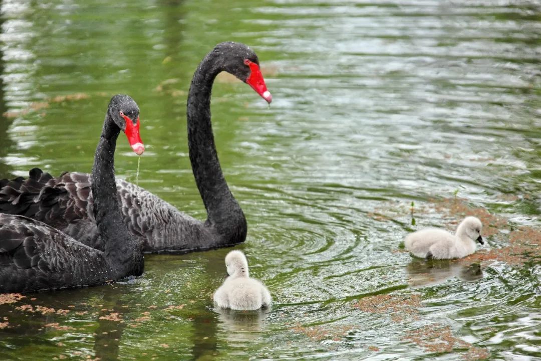 探索| 世纪公园镜天湖内喜添两只黑天鹅宝宝,五一假期去看看ta们吧