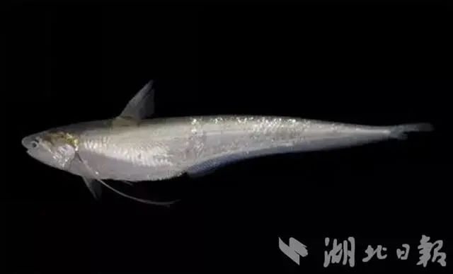 长江刀鱼首次在湖北人工养殖成功加速游上百姓餐桌