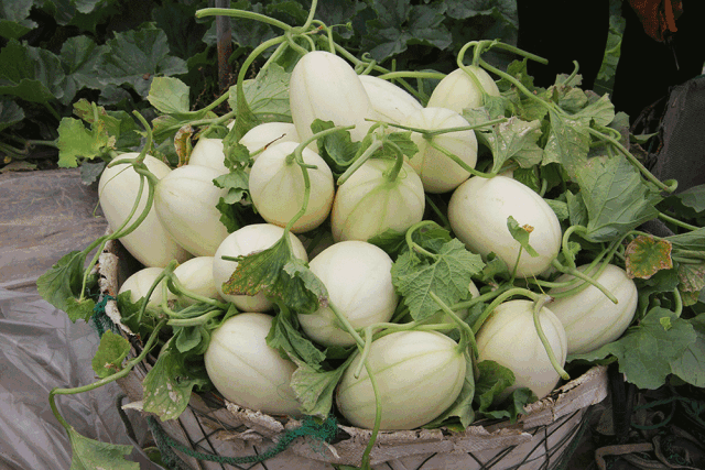 亲测三门甜瓜甜脆多汁每一口都是甜蜜暴击