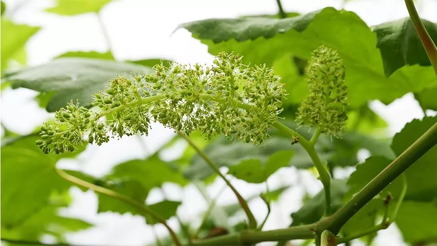 "五一"马陆葡萄公园将开园