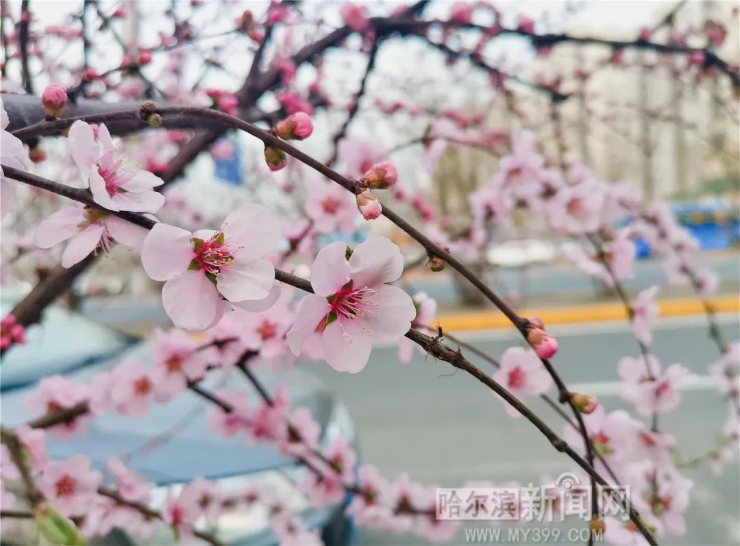 感觉今年春天时间长还真是哈尔滨跑步入春比常年提前9天