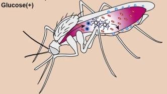 王敬文课题组发现按蚊糖饮食影响疟原虫感染的机制
