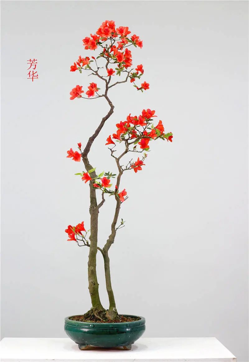 探访咫园走近中国盆景艺术大师徐昊