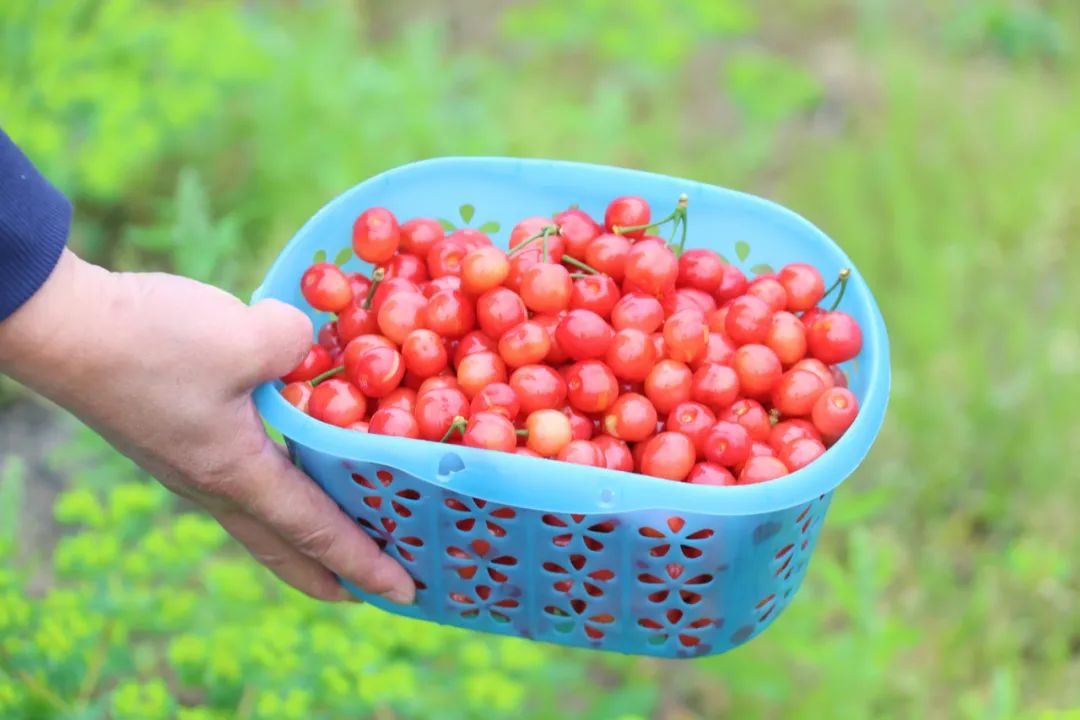 大果短柄樱桃便开始成熟,从4月19日开始,但价格与去年持平.