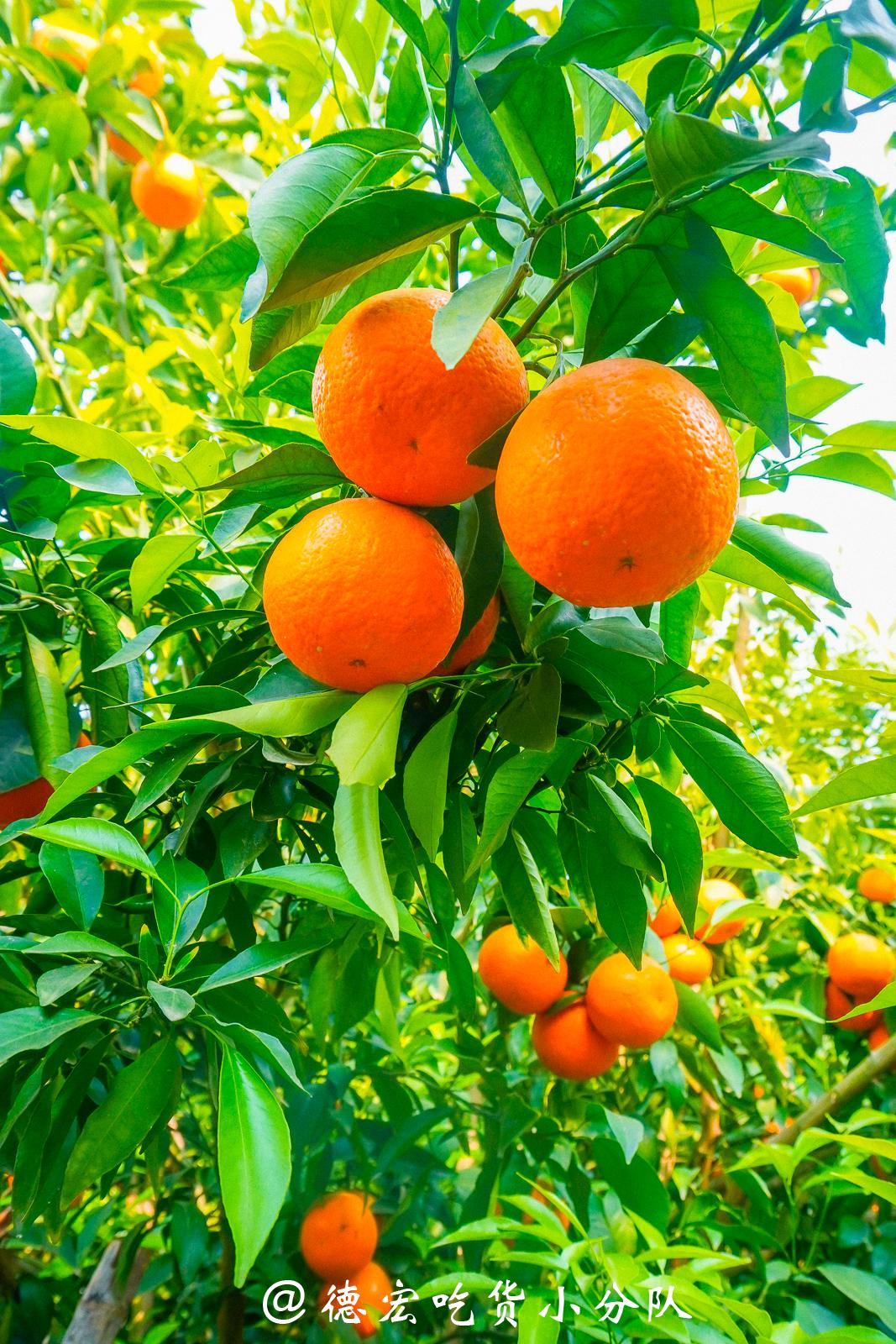 枝桠上红澄澄的沃柑宛若一个个灯笼和煦暖阳下德宏吃货群不知道去哪吃