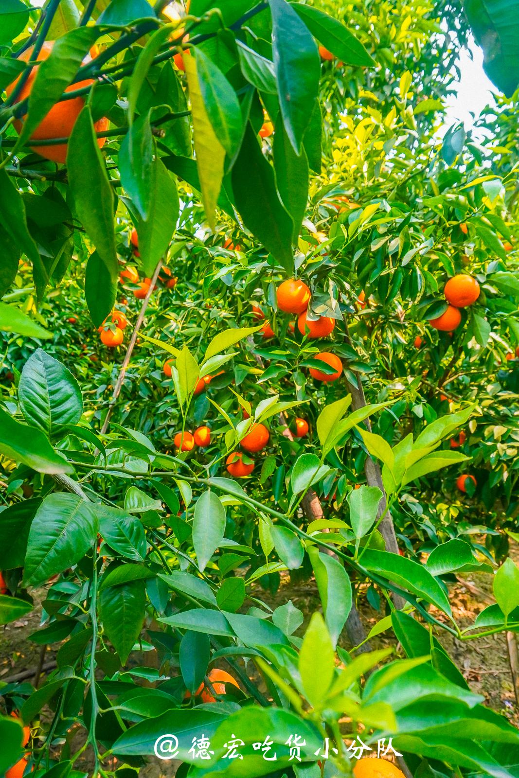尾巴串起林间的热闹与丰收垂吊在一树树绿枝桠上红澄澄的沃柑宛若一个