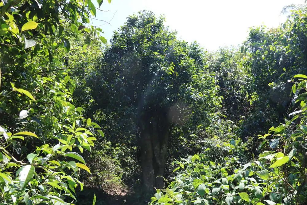 "住"原始森林,"喝"山泉水~建水千年古茶树长出"致富叶"
