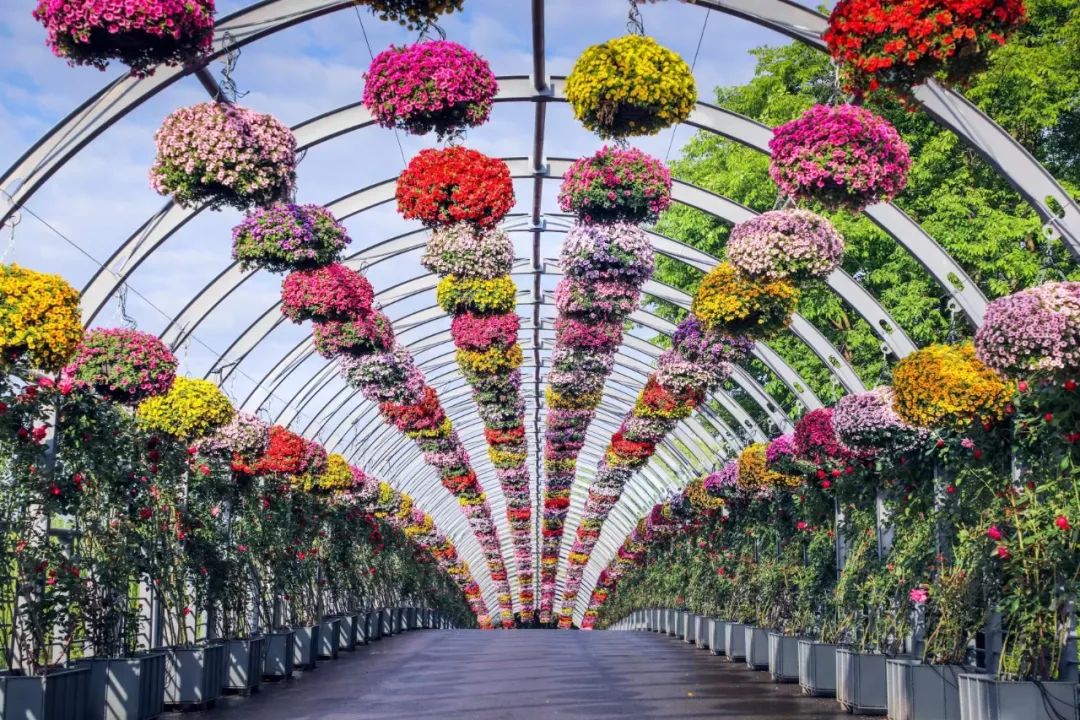 全攻略来了带你玩转2021上海月季展