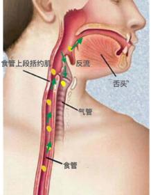如果了解一下我们人体咽喉食管气管的解剖位置(图),就很容易理解