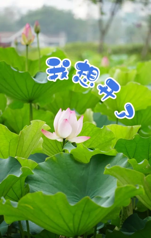 藏在亚艺公园的荷花里禅城的夏天其实没有半点夏天的感觉?