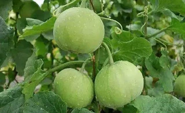 甜蜜来袭 ,4月30日三门甜瓜丰收节直播盛宴即将开启,三重好礼等你抢!