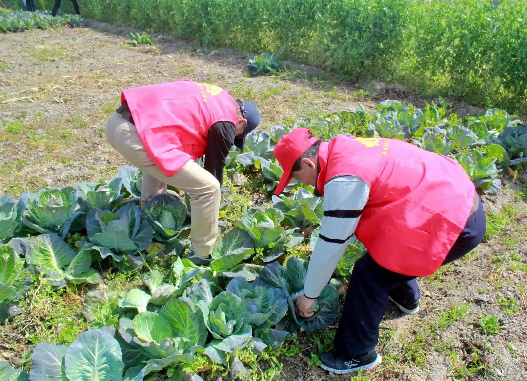 种菜不卖,金汇这群大爷大妈在菜园丰收后做了这件事