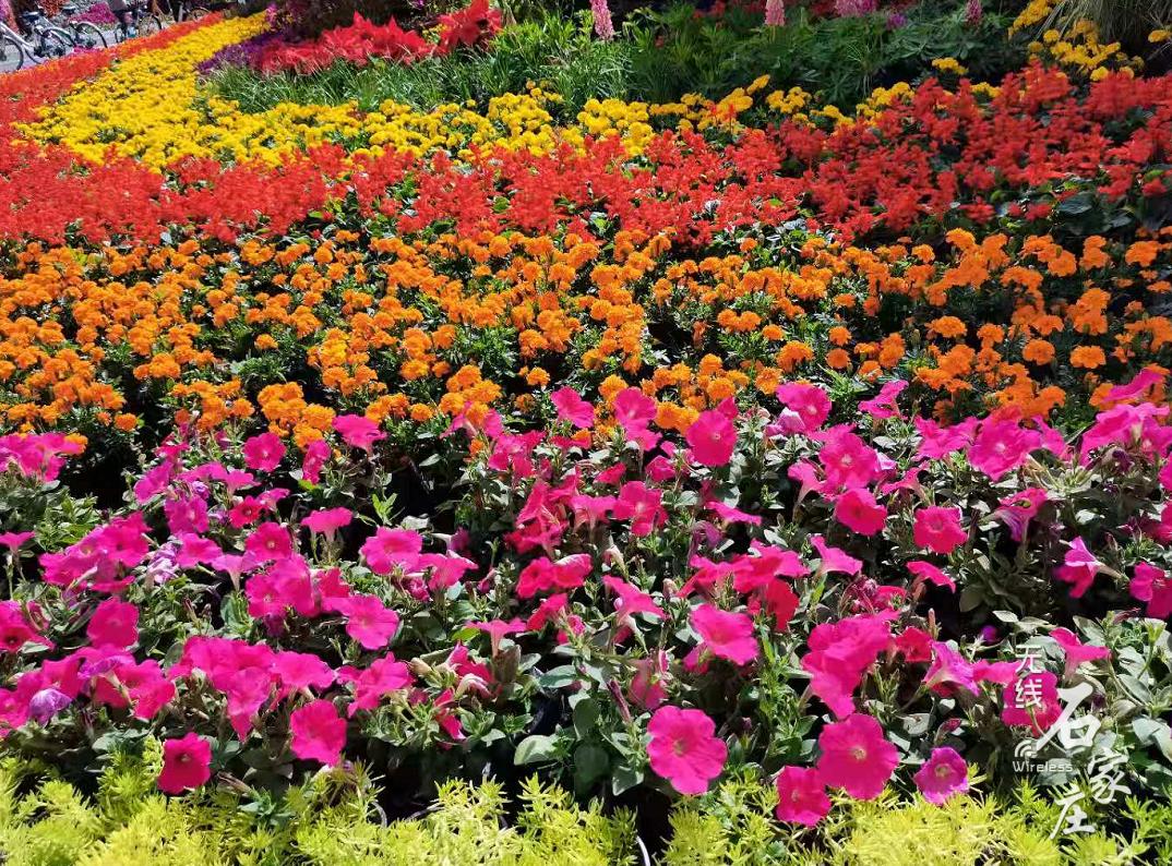 打造北方花城25254万株时令花卉五一亮相石家庄