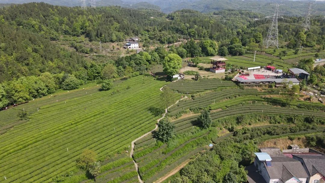 禅茶游学点军花栗树欢迎你